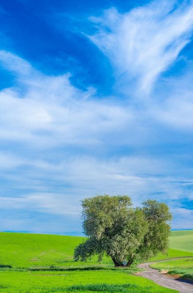 Gulin, Sylvia 아티스트의 USA-Washington State-Palouse with wheat fields and lone Cottonwood tree작품입니다.